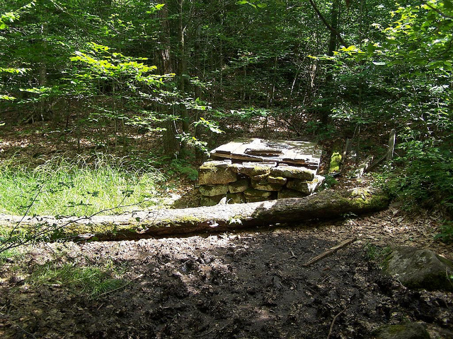 Old well in forest - Creepy Cleveland