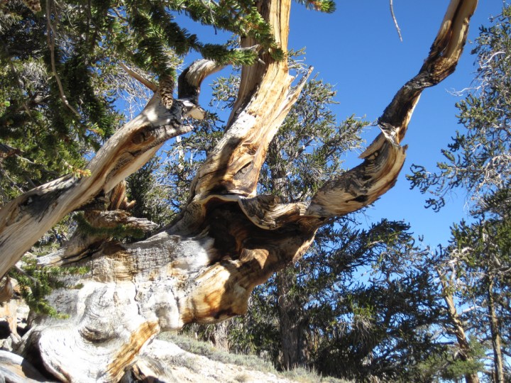 Bristlecone Pine