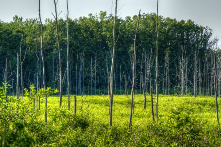 Tinkers Creek marshland