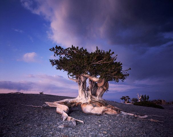 Bristlecone Pine