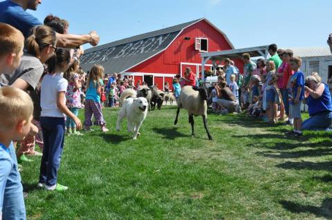 The One Farm In Michigan That May Become Your New Favorite Destination