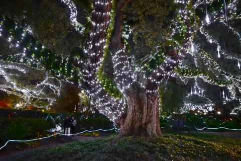 If You Live In Louisiana, You’ll Want To Visit This Amazing Park This Winter