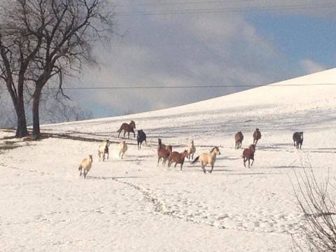 The Winter Horseback Riding Trail In Maryland That's Pure Magic