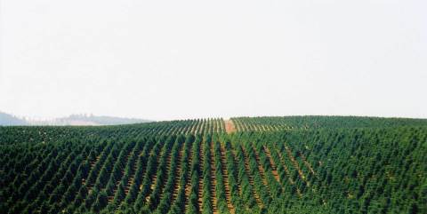 The Largest Christmas Tree Farm In The World Is Right Here In Oregon