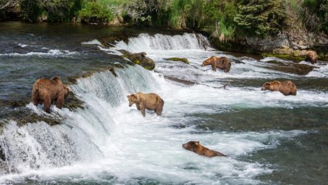 Here Are The 19 Best Places To View Wildlife In Alaska In 2017