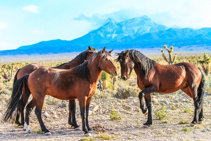 Wild Horse Territory