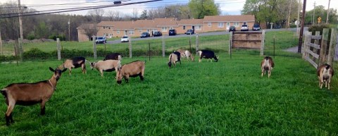 You’re Guaranteed To Love A Trip To This Epic Cheese Farm In West Virginia