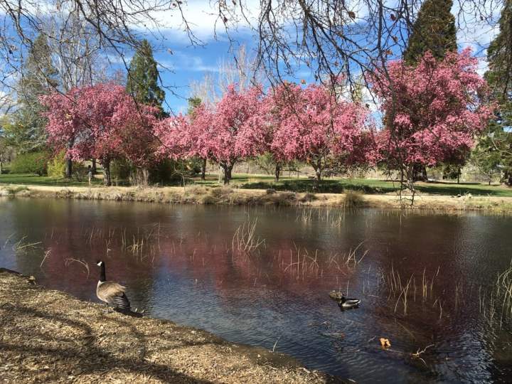 Idlewild Park