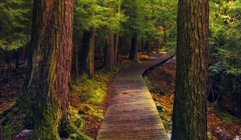 A Hidden Park In Pennsylvania, Salt Springs State Park May Be Our State's Best Kept Secret