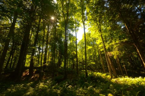 Most People Don't Know Wisconsin Has A Lost State Park