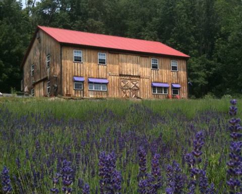 The Beautiful Lavender Farm Hiding In Plain Sight In Pennsylvania That You Need To Visit