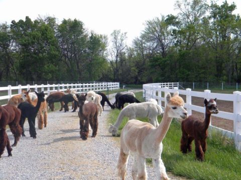 There's No Better Place To Be Than This Unique Farm In Kansas