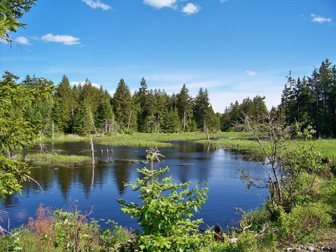 Visiting This One Wildlife Refuge In Maine Is Like Experiencing A Dream