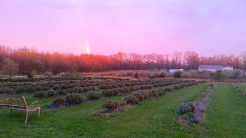 A Beautiful Lavender Farm In Ohio, Peaceful Acres Is Serene And Stunning