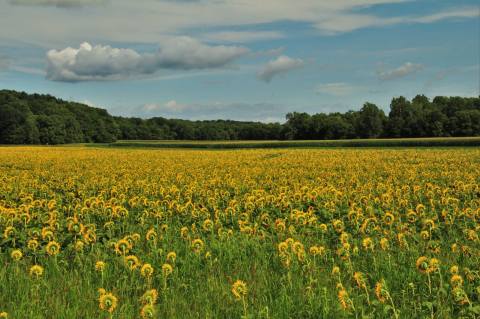 The Beautiful Sunflower Farm Hiding In Plain Sight In Illinois That You Need To Visit