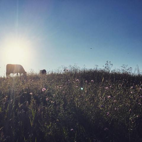 You’re Guaranteed To Love A Trip To This Epic Cheese Farm In Massachusetts