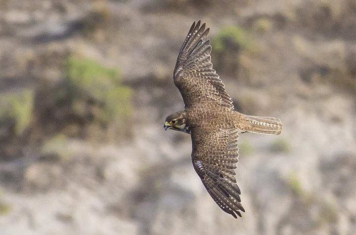 Morley Nelson Snake River Birds of Prey National Conservation Area - Idaho