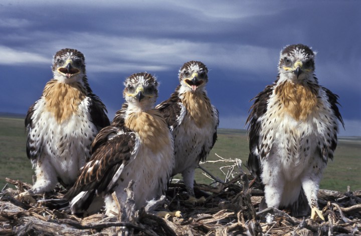 Morley Nelson Snake River Birds of Prey National Conservation Area - Idaho