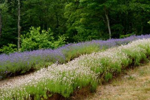 The Beautiful Lavender Farm Hiding In Plain Sight In Massachusetts That You Need To Visit