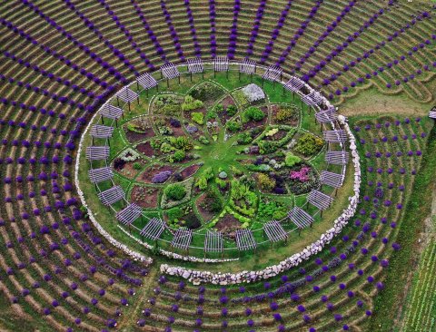 A Beautiful Lavender Farm In Michigan, Cherry Point Farm & Market Is Serene And Stunning