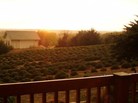 The Beautiful Lavender Farm Hiding In Plain Sight In Kansas That You Need To Visit