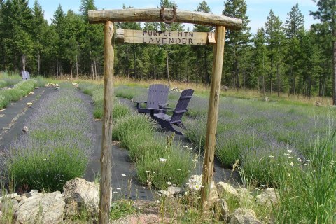 The Beautiful Lavender Farm Hiding In Plain Sight In Montana That You Need To Visit