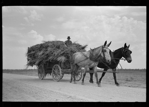 These 15 Rare Photos Show Arkansas’s Farming History Like Never Before