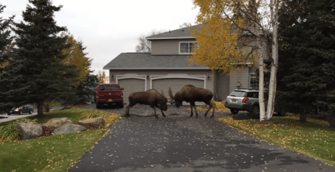 7 Crazy Wildlife Encounters In Alaska That Were Way Too Close For Comfort