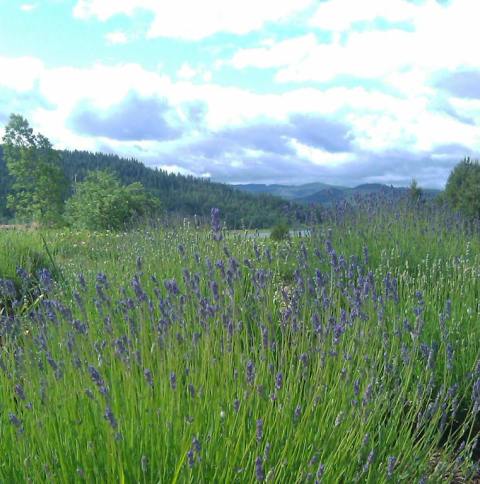 The Beautiful Lavender Farm Hiding In Plain Sight In Idaho That You Need To Visit