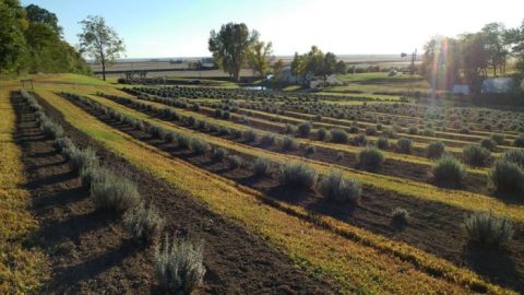 A Trip To This Iowa Lavender Farm Is A One-Of-A-Kind Experience