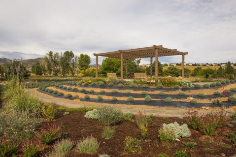 The Beautiful Lavender Farm Hiding In Plain Sight In Denver That You Need To Visit