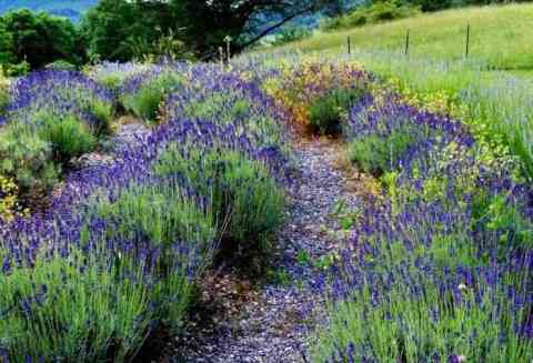 The Beautiful Lavender Farm Hiding In Plain Sight In North Carolina That You Need To Visit