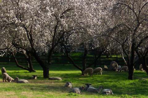 These 10 Charming Farms In Northern California Will Make You Love The Country