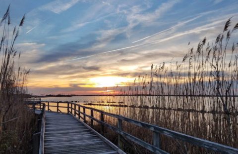 Virginia's Beautiful Boardwalk Hike Will Leave You In Awe