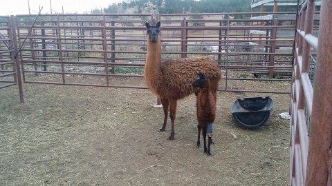 You’ll Never Forget A Visit To This One Of A Kind Exotic Animal Sanctuary In Montana