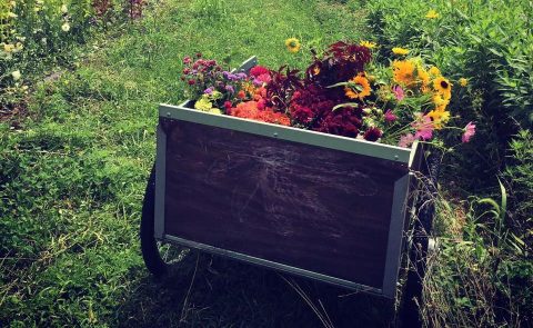 The Breathtaking Flower Farm Hiding In Missouri That Looks Like A Dream