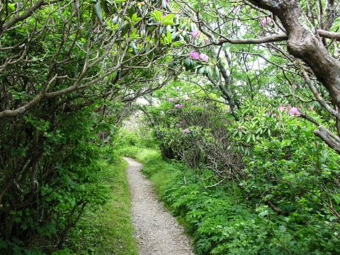 An Enchanting Place In North Carolina, Craggy Gardens Belongs On Your Bucket List