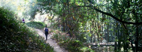 Take A Walk Through An Enchanted Forest At Chantry Flat Recreation Area In Southern California