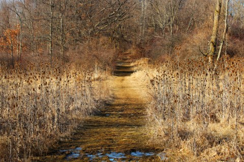 Michigan's Very Own Sleepy Hollow Is Too Beautiful Not To Visit