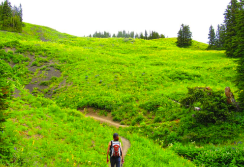 It's Impossible Not To Love This Breathtaking Wild Flower Trail In Colorado