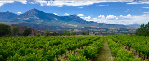 The Remote Winery In Colorado That's Picture Perfect For A Day Trip