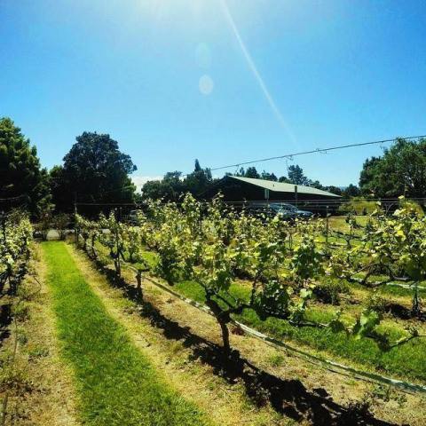 The Remote Winery In Hawaii That's Picture Perfect For A Day Trip