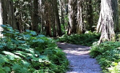 Most People Don't Know About This Otherworldly Grove In Montana That's A Real Life Fantasyland