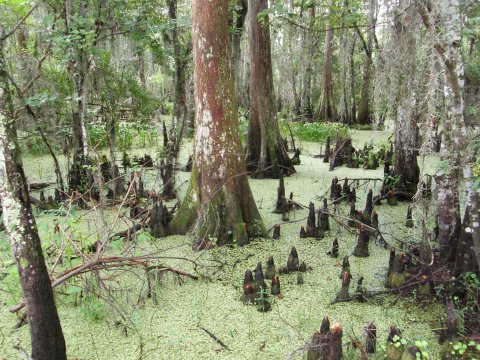 One Of The Oddest Geological Wonders Is Located Right Here In New Orleans