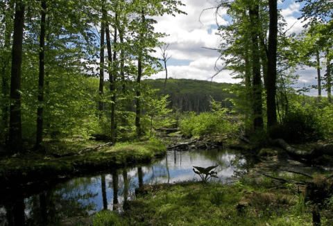 It's Impossible Not To Love This Breathtaking Wildflower Trail In New Jersey