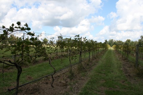 The Remote Winery In New Orleans That's Picture Perfect For A Day Trip