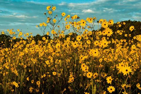 A Trip To Florida’s Neverending Sunflower Field Is Like Something From A Dream