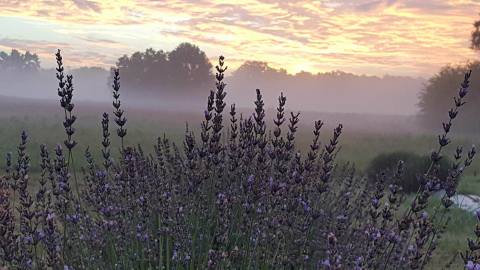 A Trip To Georgia's Neverending Lavender Field Will Make Your Spring Complete