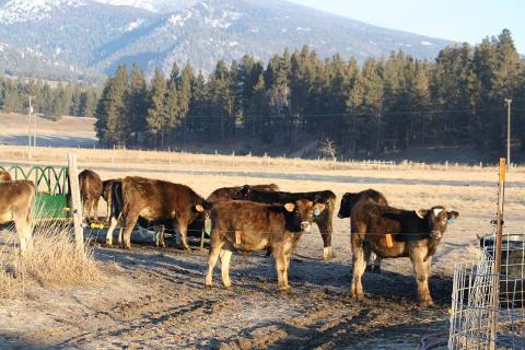 You’re Guaranteed To Love A Trip To This Epic Cheese Farm In Montana