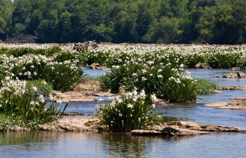 The Fleeting Natural Wonder That Only Happens Once A Year In South Carolina